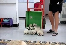母狗产后排便时间及习惯（了解狗妈妈产后排便的时间和规律，关注她的健康与舒适）