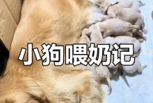 小狗的喂养频率与奶水给予（探讨小狗喂养的最佳时间间隔和奶水摄入量）