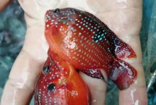 大红色鱼的品种及特点（探索大红色鱼世界的多样性和美丽）