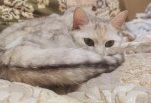 小猫为什么会叫？（探索小猫叫声的原因和意义）