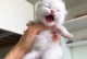 小猫咪（探索小猫咪的神奇世界）
