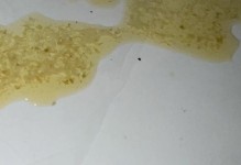 小猫为什么不吃饭呕吐？（探究小猫不吃饭呕吐的原因及应对措施）