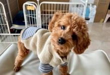 泰迪犬怀孕期应该吃哪些水果？（以宠物为主，了解泰迪犬怀孕期的水果饮食）