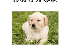 喂养金毛的注意事项（新手必读！金毛喂养指南）