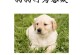 喂养金毛的注意事项（新手必读！金毛喂养指南）
