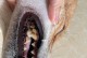 如何照顾一个月大的狗狗的牙齿（从清洁、饮食到训练，全方位呵护你的小狗狗的牙齿健康。）