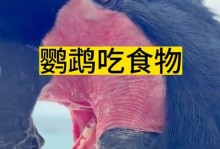 如何训练鹦鹉（选择适宜的食物，培养健康的鹦鹉）