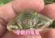 揭秘巴西龟的冬眠奇迹（探索巴西龟冬眠现象，了解关键影响因素）