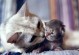 母猫生小猫时的呼吸急促（了解宠物母猫生育过程中的呼吸问题，助您更好地照顾它们）