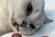 小猫误食红霉素软膏怎么办？（宠物误食药膏的应急处理方法）