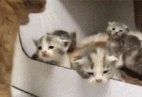 猫咪缺钙的症状及预防方法（了解猫咪缺钙的症状以及如何预防，让您的宠物更健康）