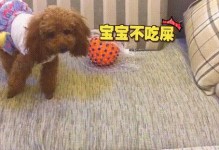 以小后狗为什么不吃东西的原因及解决方法（探究以小后狗不吃东西的背后原因，为其提供适当的解决方法）