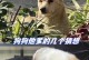 狗狗即将迎来新生命的征兆（了解狗狗怀孕和分娩前的迹象，为它们提供合适的照料）