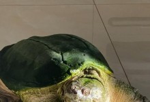 北美鳄龟的低价之谜（探索北美鳄龟价格低廉的原因及影响因素）