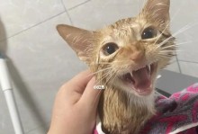 如何正确给小猫洗澡？（小猫洗澡的时间、方法与注意事项）
