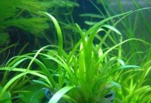 水草的重要作用——保护水环境、增强生态平衡（探究水草在生态系统中的关键作用及其应用价值）