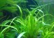 水草的重要作用——保护水环境、增强生态平衡（探究水草在生态系统中的关键作用及其应用价值）