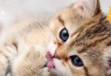猫咪产后为什么不吃饭？（产后原因、饮食调整和解决方法）