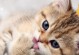 猫咪产后为什么不吃饭？（产后原因、饮食调整和解决方法）