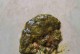 狗狗发烧便血，用什么药好得快？（快速缓解狗狗发烧便血的药物及注意事项）