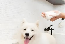 狗月经期的反应及管理方法（了解狗的生理周期，为爱宠提供最佳护理）