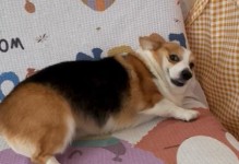 狗哼哼的意义与表达方式探析（狗哼哼）