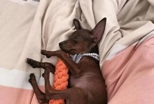养小狗需准备什么？（小狗成长所需的物品及环境准备）