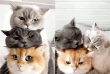养三只猫的忌讳与注意事项（宠物猫的幸福生活需谨慎经营）
