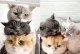 养三只猫的忌讳与注意事项（宠物猫的幸福生活需谨慎经营）
