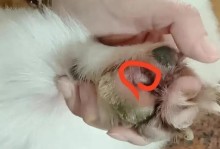 为什么狗狗喜欢舔脚？（探究狗狗舔脚的原因与行为）