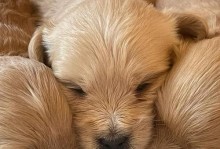 泰迪适应关笼子的时间和方法（探讨泰迪犬关进笼子后适应所需的时间以及有效方法）
