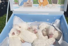 母犬分娩的注意事项（确保母犬分娩的顺利进行）