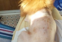 宠物狗的皮肤病问题（为什么宠物狗那么容易患上皮肤病？——探究原因与解决方法）
