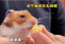 仓鼠为什么喜欢吃自己的便便？（解密仓鼠食粪行为的原因及意义）