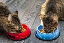 两个月大的猫咪该如何喂养？（营养均衡的食物和饮水是关键）