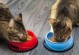 两个月大的猫咪该如何喂养？（营养均衡的食物和饮水是关键）