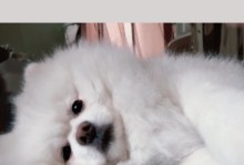 小狗何时睁眼？（小狗眼睛睁开的发育阶段和注意事项）