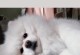 小狗何时睁眼？（小狗眼睛睁开的发育阶段和注意事项）
