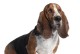 以巴吉度猎犬（探寻以巴吉度猎犬的成长奥秘）