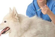 如何确认宠物狗是否接种了疫苗（掌握这些技巧，让您的爱犬远离疾病）