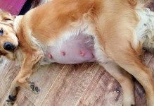 小金毛出生后的成长历程（从出生到成犬，小金毛需要多久成长？）
