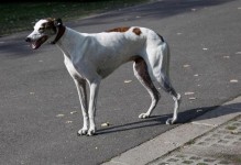 探寻世界上最瘦的狗品种——ItalianGreyhound（揭秘ItalianGreyhound的迷人之处及其瘦身之道）