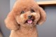 泰迪犬毛不卷的可能原因及解析（纯种泰迪犬毛不卷的问题探讨）