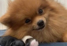 狗狗不孕的原因与解决方法（深入探讨狗狗不孕的原因以及有效的解决办法）
