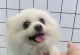 探索博美的魅力（博美，拥有无尽魅力的小犬种类）
