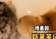 夏季美食指南（为了宠爱你的博美犬，让我们一起探索夏季最适合它们的美味吧！）