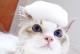 如何给猫洗澡？（选择适合的猫洗澡用品，保证猫咪洗澡的舒适与安全）