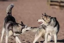 犬只之争（解读家庭内犬只间争斗的原因和解决方法）