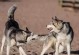 犬只之争（解读家庭内犬只间争斗的原因和解决方法）