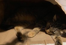 小猫为什么不回窝里睡（探究小猫爱睡觉的行为背后的原因）